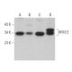 XRCC2 Antibody (F-4) - Western Blotting - Image 364047