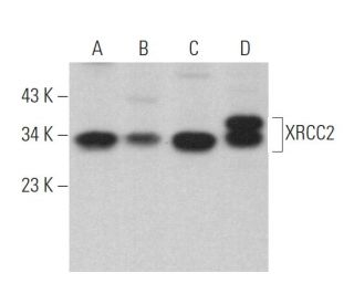 XRCC2 Antibody (F-4) - Western Blotting - Image 364047