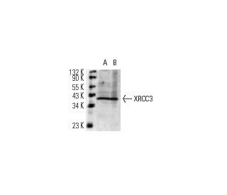 XRCC3 Antibody (10F1/6) - Western Blotting - Image 12795