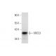 XRCC3 Antibody (D-7) - Western Blotting - Image 135983 
