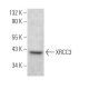 XRCC3 Antibody (D-7) - Western Blotting - Image 371577