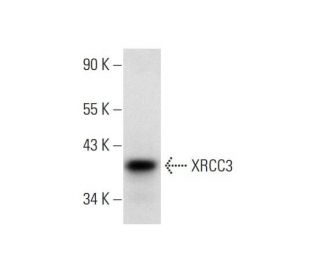XRCC3 Antibody (D-7) - Western Blotting - Image 135983