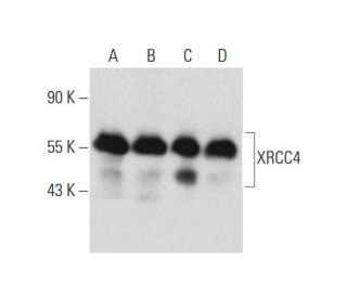 XRCC4 Antibody (C-4) - Western Blotting - Image 129306 