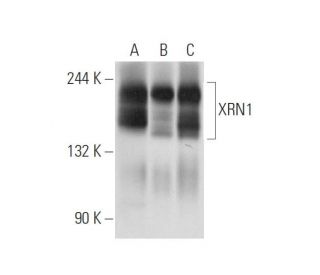 XRN1 Antibody (G-2) - Western Blotting - Image 68425 