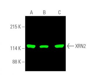 XRN2 Antibody (H-3) - Western Blotting - Image 389945 