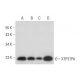 XTP3TPA Antibody (B-6) - Western Blotting - Image 304996 