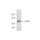 XTRP3 Antibody (C-11) - Western Blotting - Image 344144