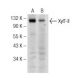XylT-II Antibody (G-1) - Western Blotting - Image 148816 