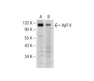 XylT-II Antibody (G-1) - Western Blotting - Image 148816SAM Transcription Activation: SAM system utilizing dCas9-VP64, MS2-P65-HSF1, and sgRNA for precise gene transcription activation.