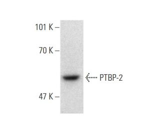 PTBP-2 Antibody (YY-12) - Western Blotting - Image 136357 
