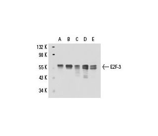 Y79 + PMA nuclear extract: sc-2127. Western blot analysis of...