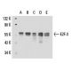 Y79 + PMA nuclear extract: sc-2127. Western blot analysis of...