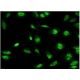 YANK2 Antibody (4A7) - Immunofluorescence - Image 351780 
