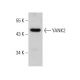 YANK2 Antibody (4A7) - Western Blotting - Image 385139 