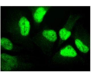 YAP Antibody (63.7) - Immunofluorescence - Image 295481 