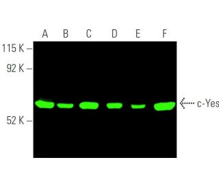 Yes Antibody (C-10) - Western Blotting - Image 398387