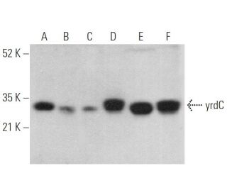yrdC Antibody (C-4) - Western Blotting - Image 374015 