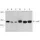 yrdC Antibody (C-4) - Western Blotting - Image 374015 