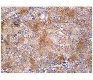 YSK1 Antibody (E-5) - Immunohistochemistry - Image 159988 