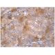 YSK1 Antibody (E-5) - Immunohistochemistry - Image 159988 