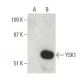 YSK1 Antibody (E-5) - Western Blotting - Image 396658