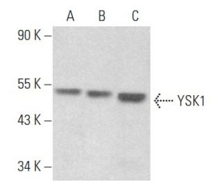 YSK1 Antibody (E-7) - Western Blotting - Image 355185 