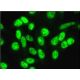 YT521-B Antibody (8) - Immunofluorescence - Image 381701 