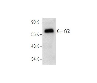 YY2 Antibody (A-5) - Western Blotting - Image 164553