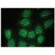 YY2 Antibody (C-10) - Immunofluorescence - Image 150376 