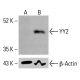 YY2 Antibody (C-10) - Western Blotting - Image 414589 