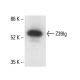 Z39Ig Antibody (6H8) - Western Blotting - Image 411909 