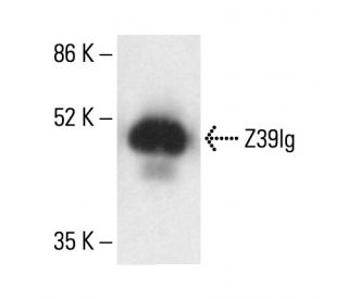 Z39Ig Antibody (6H8) - Western Blotting - Image 411734
