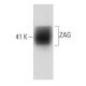 ZAG Antibody (35) - Western Blotting - Image 60496