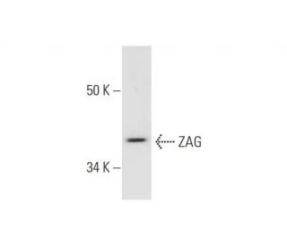 ZAG Antibody (E-3) - Western Blotting - Image 290885