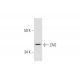 ZAG Antibody (E-3) - Western Blotting - Image 290885