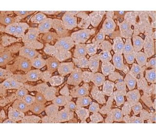 ZAG Antibody (F-6) - Immunohistochemistry - Image 383670 