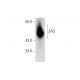 ZAG Antibody (H-3) - Western Blotting - Image 145531 