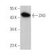 ZAG Antibody (H-3) - Western Blotting - Image 363216