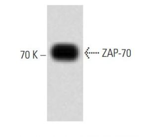 ZAP-70 Antibody (24A) - Western Blotting - Image 60497
