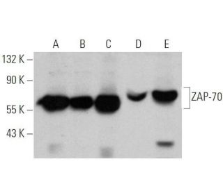 ZAP-70 Antibody (4H386) - Western Blotting - Image 355296 