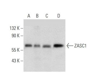 ZASC1 Antibody (H-2) - Western Blotting - Image 318071 