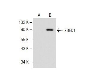 ZBED1 Antibody (H-2) - Western Blotting - Image 147917