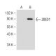 ZBED1 Antibody (H-2) - Western Blotting - Image 147917