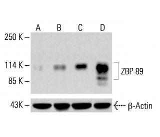 ZBP-89 Antibody (E-7) - Western Blotting - Image 413490