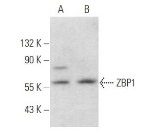 ZBP1 Antibody (H-9) - Western Blotting - Image 358017 