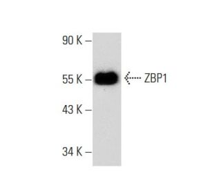 ZBP1 Antibody (H-9) - Western Blotting - Image 133411Each CRISPR/Cas9 Knockout (KO) Plasmid product consists of a pool of 3 plasmids designed to ensure identification and cleavage of a specific gene for maximum knockout efficiency. Each plasmid encodes a unique 20 nt sequence derived from the GeCKO (v2) library.