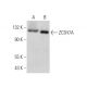 ZC3H7A Antibody (B-3) - Western Blotting - Image 373271