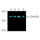 ZDHHC20 Antibody (A-4) - Western Blotting - Image 402145 