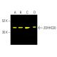 ZDHHC20 Antibody (A-4) - Western Blotting - Image 402146