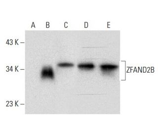 ZFAND2B Antibody (A-1) - Western Blotting - Image 300603 